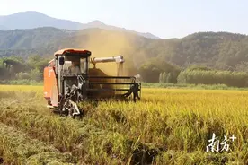 聚焦“百千万工程”｜晚稻进入收割季，阳山太平镇沙陂村田间响起“丰收曲”图片