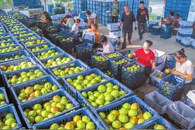 运城市盐湖区龙居镇：6万余亩红香酥梨迎来丰收图片