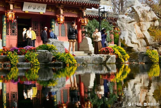 初冬暖意融融，快来趵突泉看菊花展