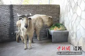 无锡动物园迎来国家一级保护动物金毛羚牛图片
