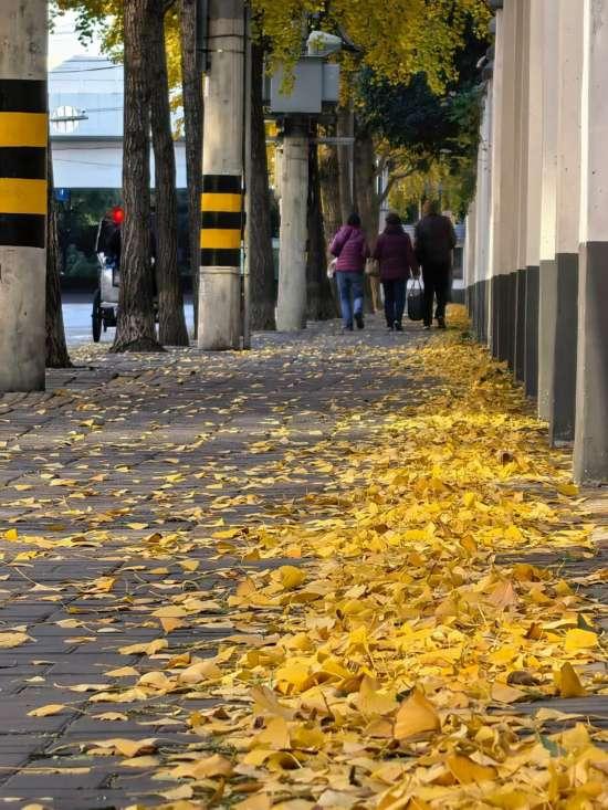 这场秋日浪漫别错过 申城落叶道体验进入倒计时