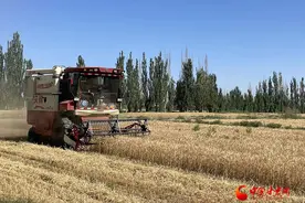 高台：风吹麦浪“丰”景好 小麦开镰收割忙图片
