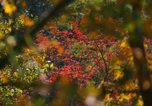 红了！上海枫叶已变色