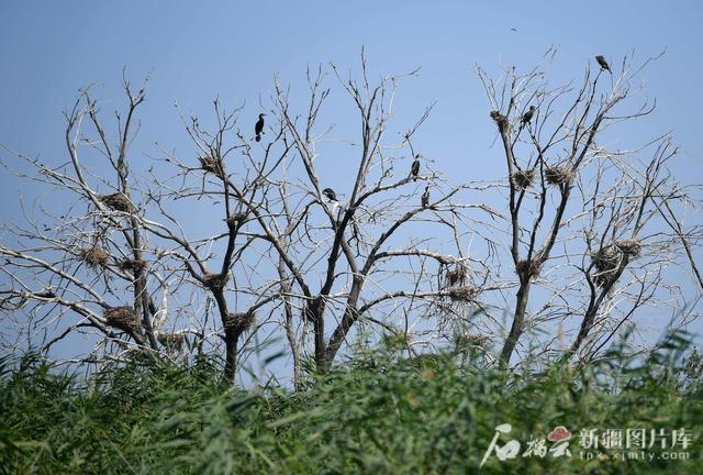 治水兴水看新疆丨玛纳斯国家湿地公园：从“一条小溪”到“候鸟天堂”