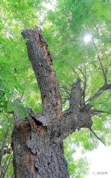 【在知爱建 滨州记忆】先有皂角（荚）树 后有北镇街
