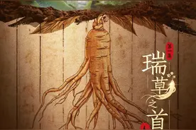《本草流芳·瑞草之首 人参》揭秘 “百草之王”人参的前世今生图片