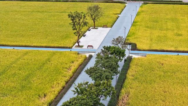 来东莞这片金色稻田，饮啡叹茶！