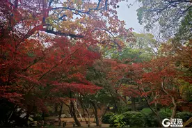 又到一年枫叶红！快跟着这些“赏景公交”打卡最美青岛吧图片