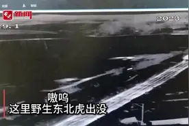 东北虎出没！嗷呜图片