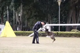 零距离体验深圳警营“汪汪队”日常 孩子们直呼“过足瘾”图片