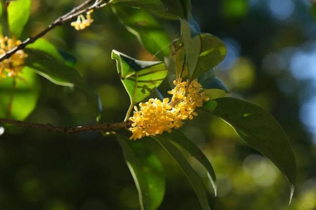 秋日限定“双骄”：从赏到玩转的完整攻略！