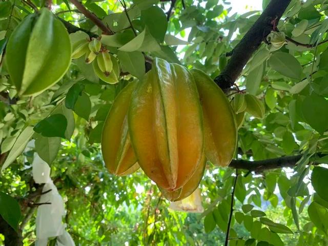 视觉增城｜“果”然有趣！快来正果邂逅甜蜜“丰”景