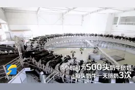 宜居宜业和美乡村｜500头奶牛挤奶只要一小时 还享受“足浴”服务 德州现代化牧场的挤奶工作这样进行图片