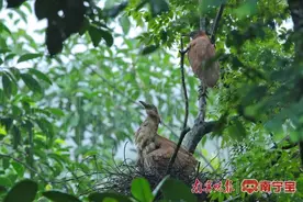 国家二级保护野生动物黑冠鳽现身南宁图片