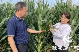 驻马店：农技人员深入田间地头“开良方” 力保玉米丰产丰收图片