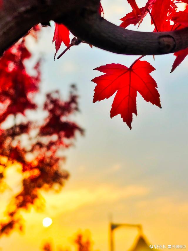 滨河公园枫叶红，多彩秋意景色浓
