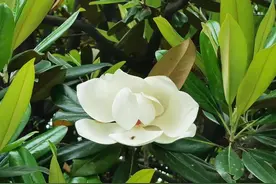 赏荷花玉兰、享艺术盛宴，“五一”可畅游中山纪念堂图片