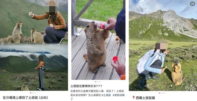 车钥匙被土拨鼠“偷走”，当事人回应：投喂时疏忽大意，花了三个多小时用强力磁铁吸回！