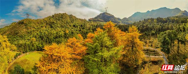 岁暖时刻丨去桐子坳走走：让银杏叶落在肩头，让百年古树的皱纹蹭过掌心