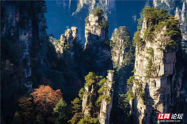 【每日一图@湖南】张家界暖冬限定！天子山暖阳沐峰林