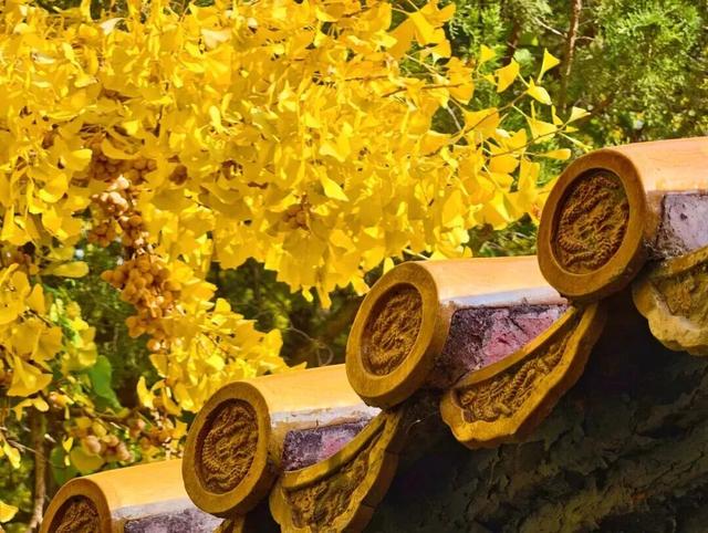 一场关于“景山”的古树自然课，触摸时光的形状，你来不？