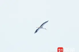 短嘴豆雁、紫寿带、蚁䴕……南通如东鸟类新纪录又多13种图片