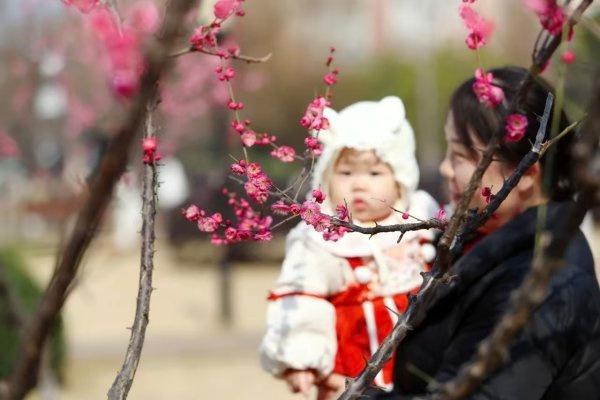 最新公园赏梅地图发布，武汉116座公园可赏梅花