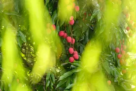 荔枝红了枝头 果农甜上心头图片