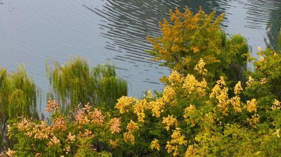 九江市八里湖新区：秋日栾树色彩活