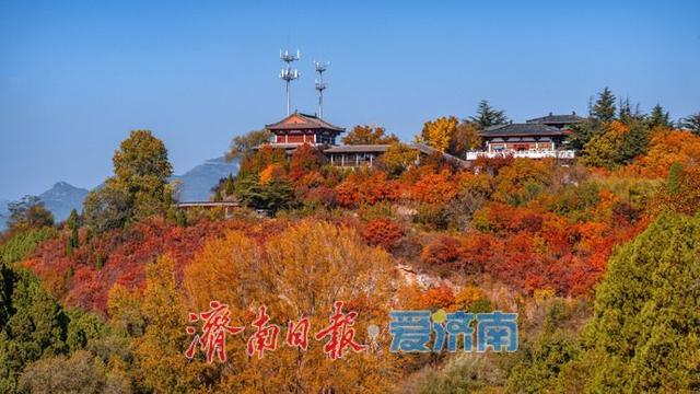 济南红叶谷：满山红遍燃秋意，层林尽染醉游人