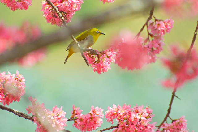 粉樱缀溪谷！临翔赏樱正当时