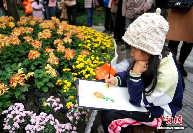四川成都：700余种菊花亮相引游人