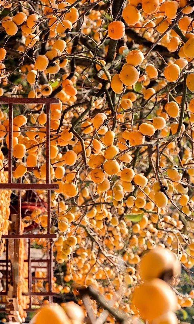 用满屏打开红火的桂林恭城柿子园