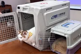 事关萌宠出行！高铁专用宠物运输箱大揭秘图片