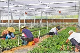 种植牛大力 振兴真给力图片