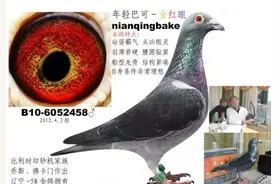 不要违背规律的养鸽子，四种万能配对方式！图片