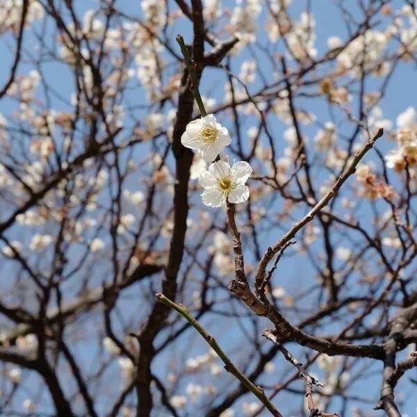 快乐“梅”烦恼！河南赏梅地图来啦！