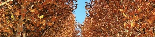 开州确定20处绝佳观赏点，这份宝藏地图请收藏！