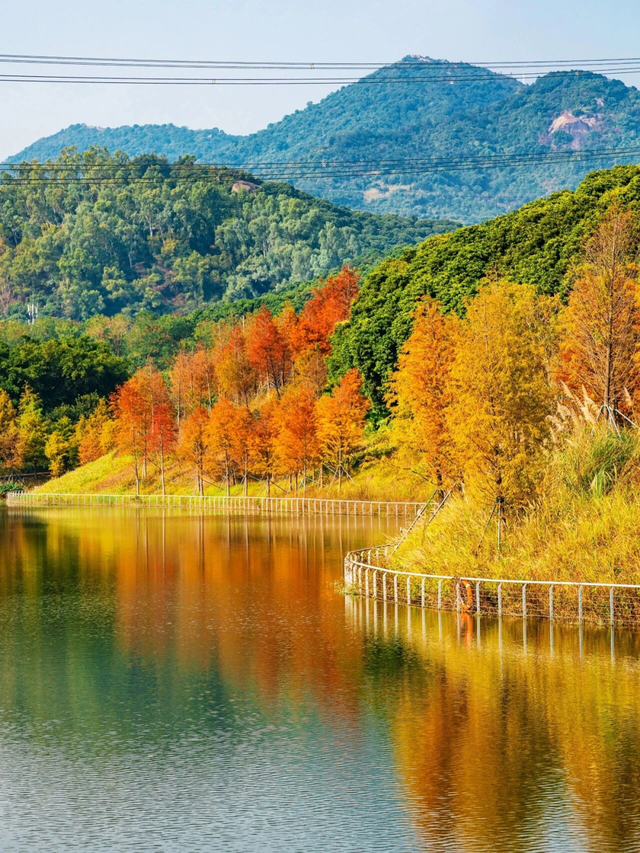 深圳落羽杉！红！了！