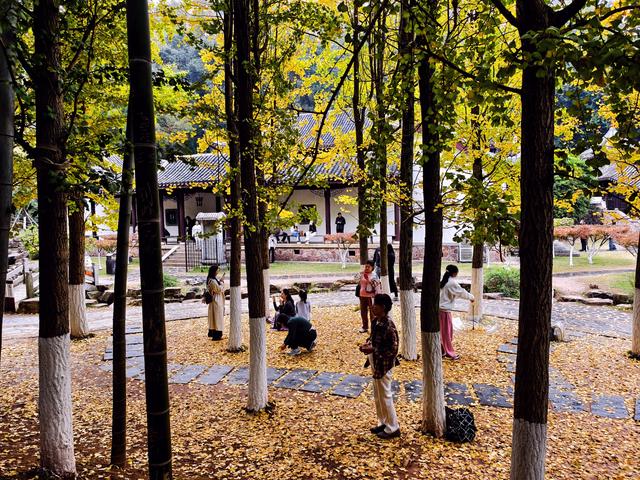 岳麓山的银杏黄了