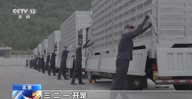 90秒放飞8万羽和平鸽 支持浪漫一幕的是背后的“硬核科技”