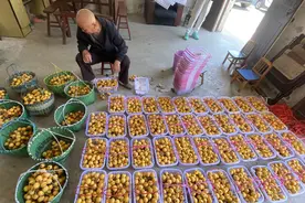 塘栖民间匠人赋能乡村振兴，手艺人撬动枇杷全株产业链图片