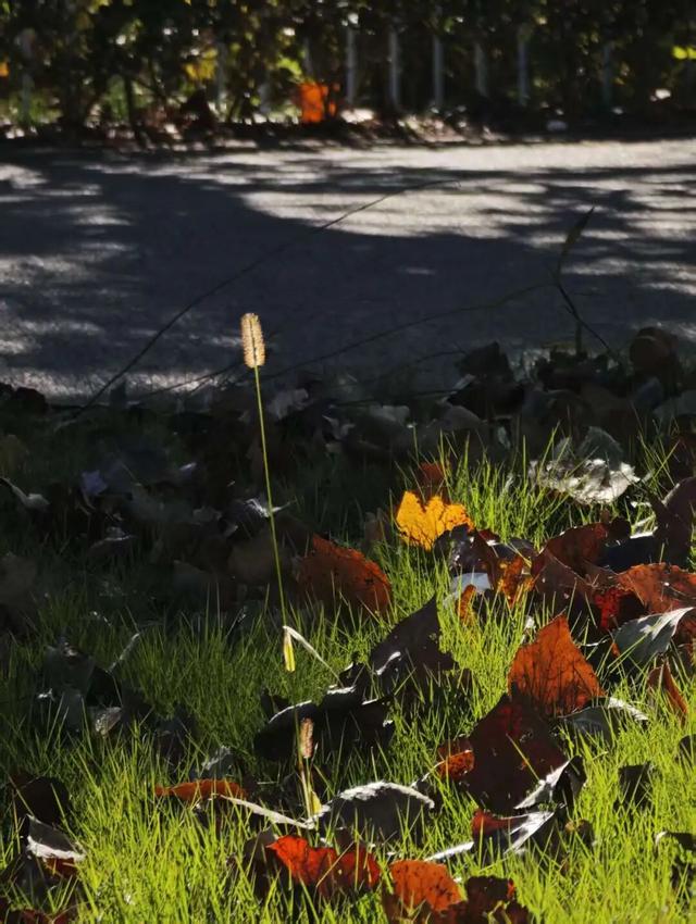 一键收藏！向化镇邀您打卡限定版秋色