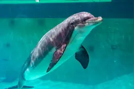 最新研究：世界最悲伤的宽吻海豚因没有朋友开始“自言自语”图片