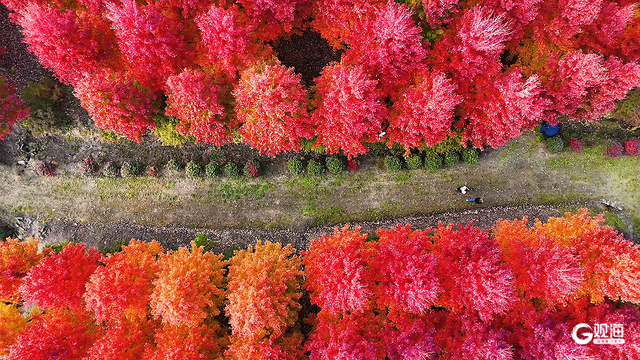 “枫”景无限好，乡村入画来