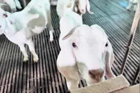 看，他们在高兴啥？！图片