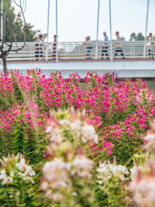 地铁直达！广州20000㎡醉蝶花海，美得好不真实！