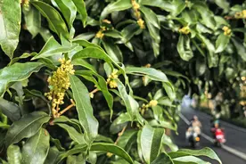 一个好消息：终于要凉快点了，国庆期间满城尽是桂花香图片