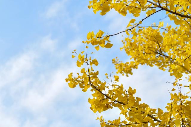 观山湖区:绿脉织城 四季变幻 绘就宜居新画卷