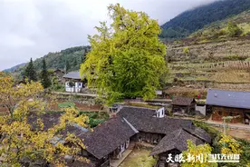 道真：千年古银杏枝繁叶茂图片